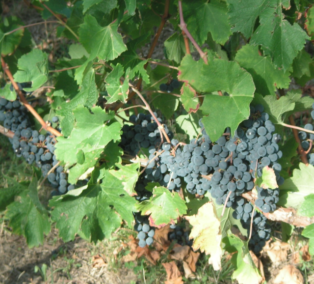 Vignes et raisins