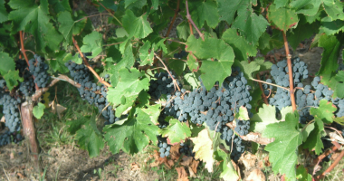 Vignes et raisins