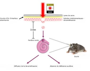 Bioimpress